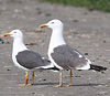 adult LBBG Dutch intergrade in September, ringed in the Netherlands. (85708 bytes)
